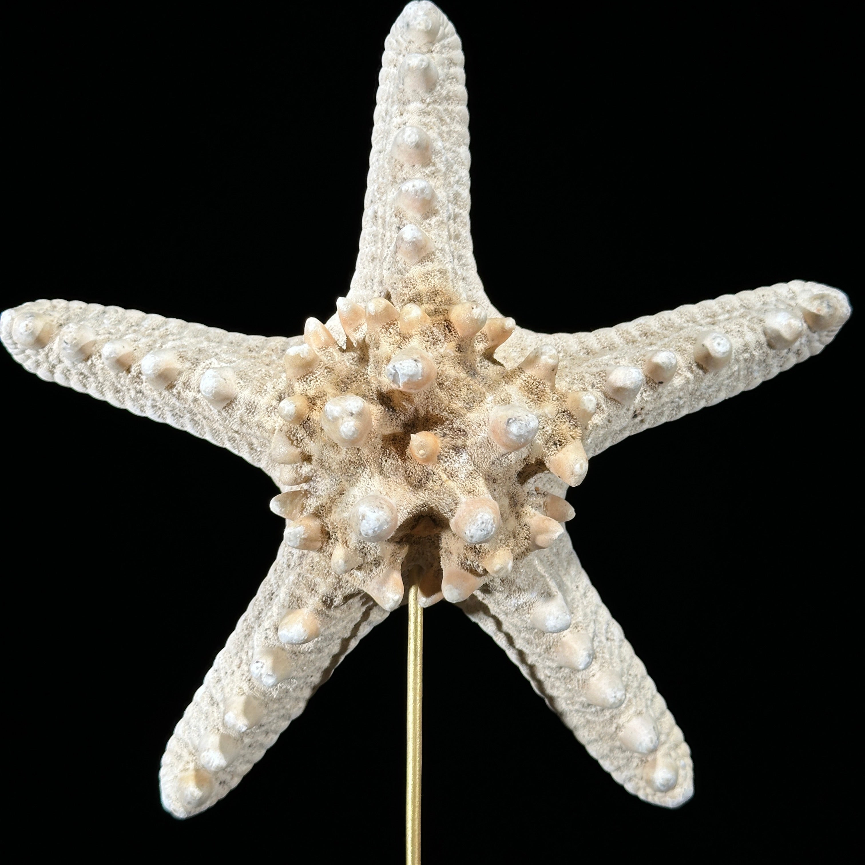 Starfish on a stand -P2/328