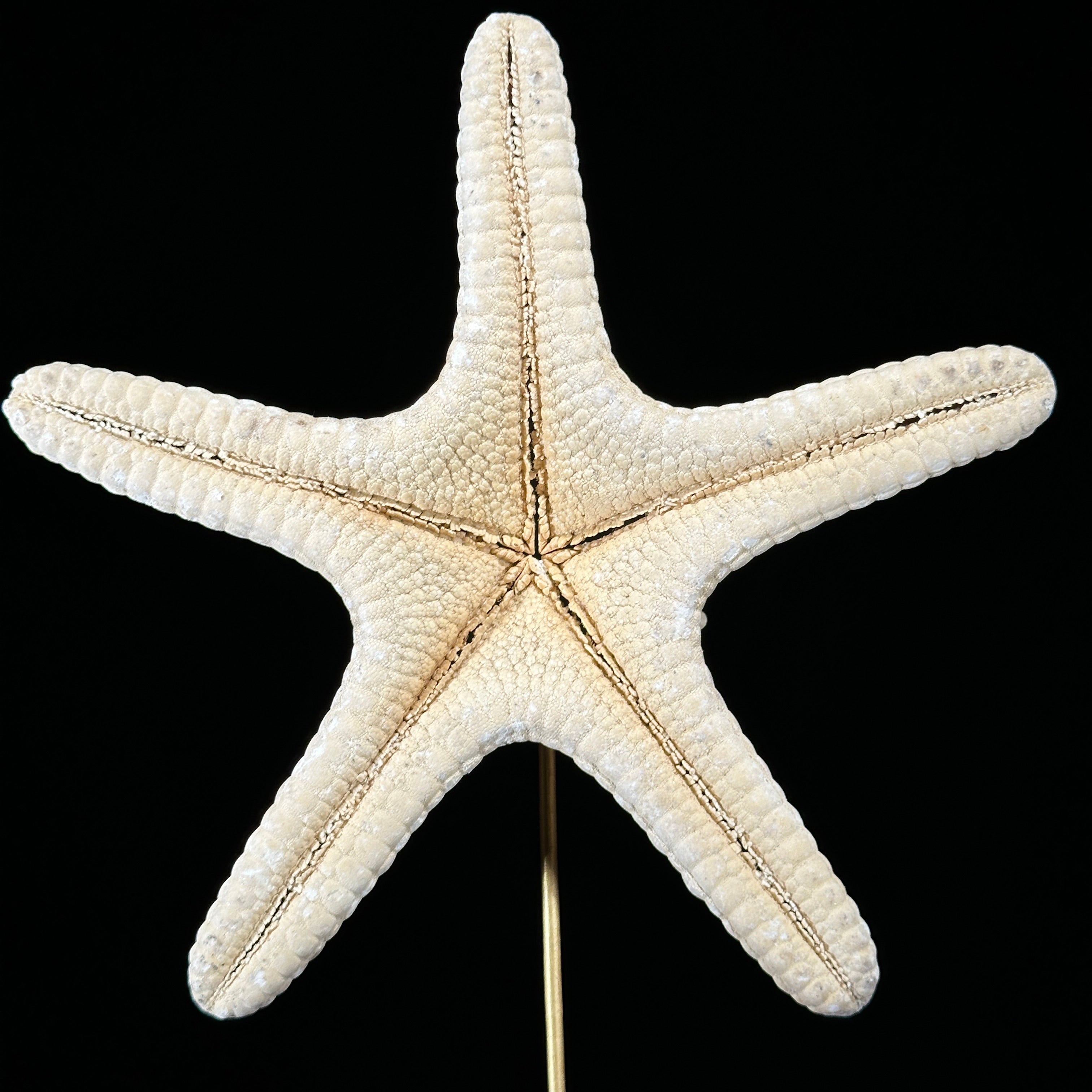 Starfish on a stand -P2/328