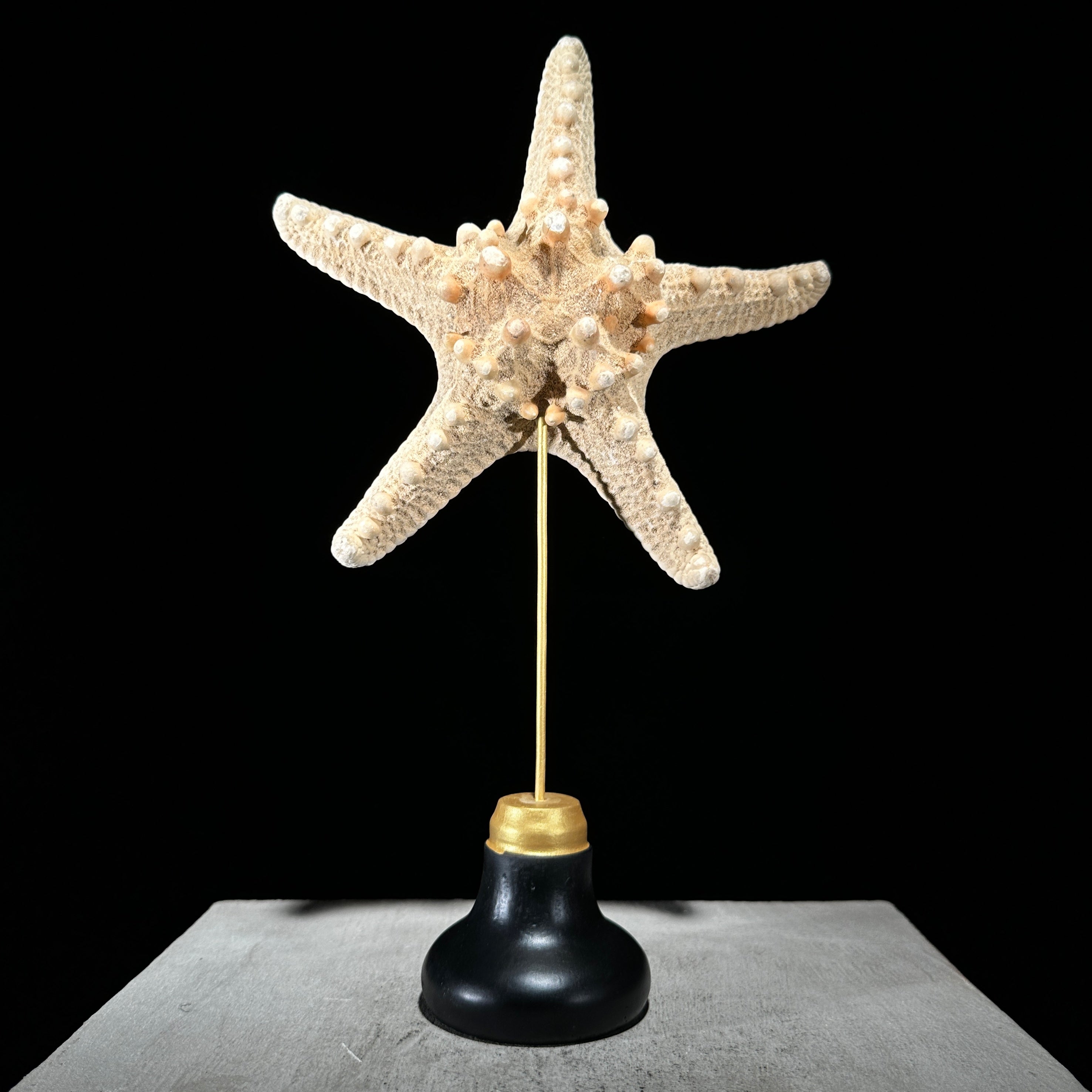 Starfish on a stand -P2/330