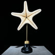 Starfish on a stand -P2/330