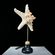 Starfish on a stand -P2/330