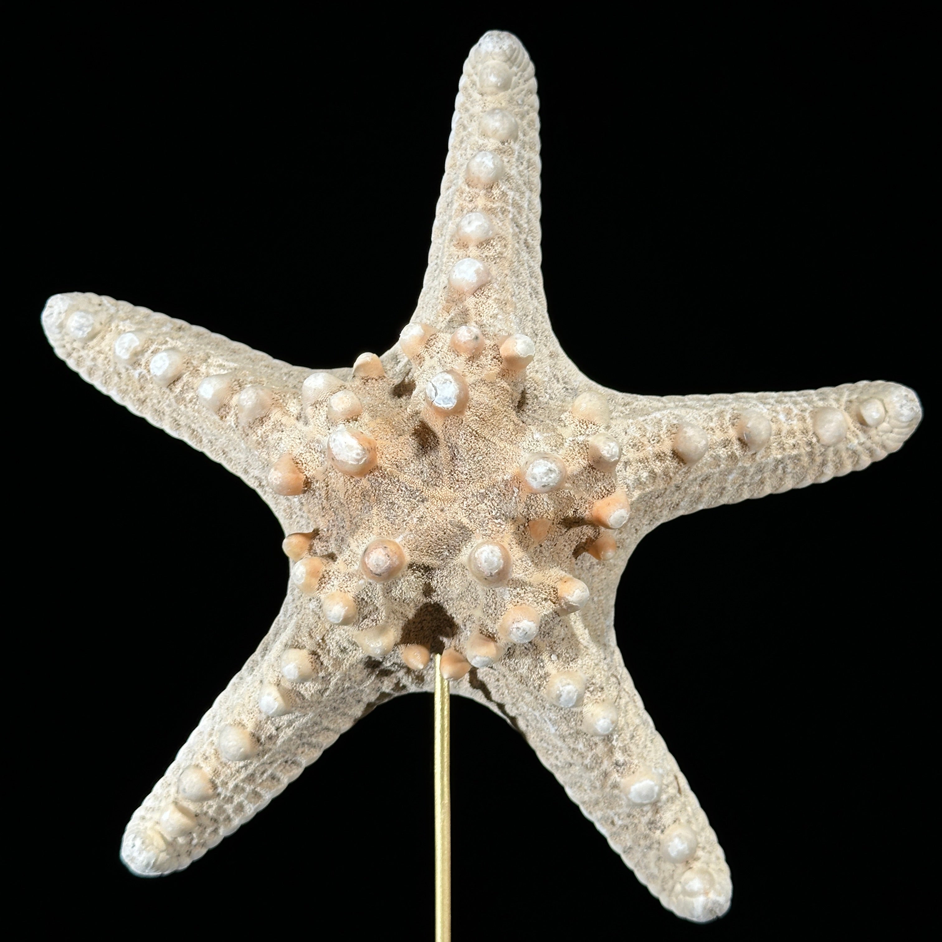 Starfish on a stand -P2/330