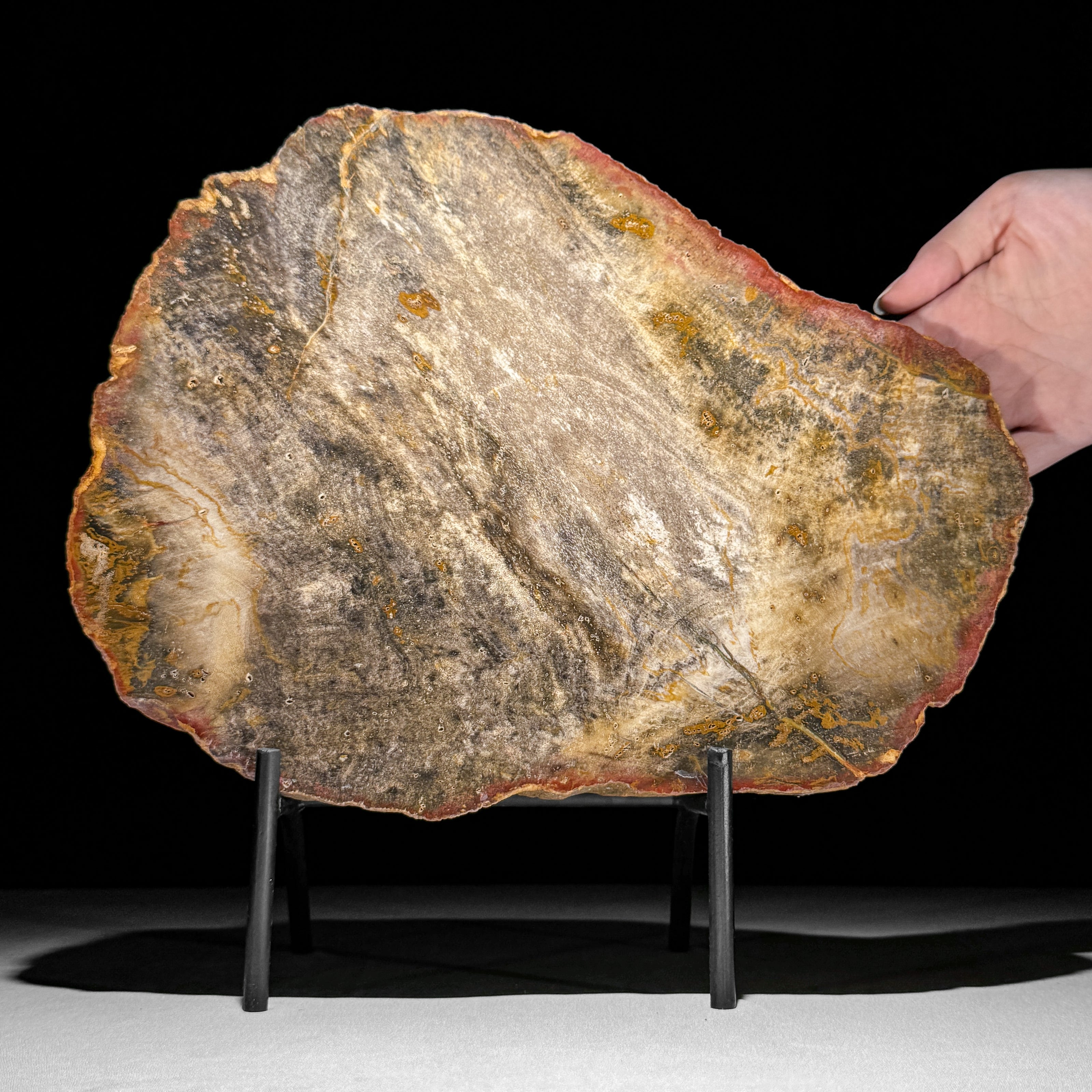 Petrified Wood Artifact on Stand – Raw Stone Slice for Interior Display | Nature-Inspired Home Accent | Ancient Mineral Form - PetW,A/003