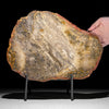 Petrified Wood Artifact on Stand – Raw Stone Slice for Interior Display | Nature-Inspired Home Accent | Ancient Mineral Form - PetW,A/003