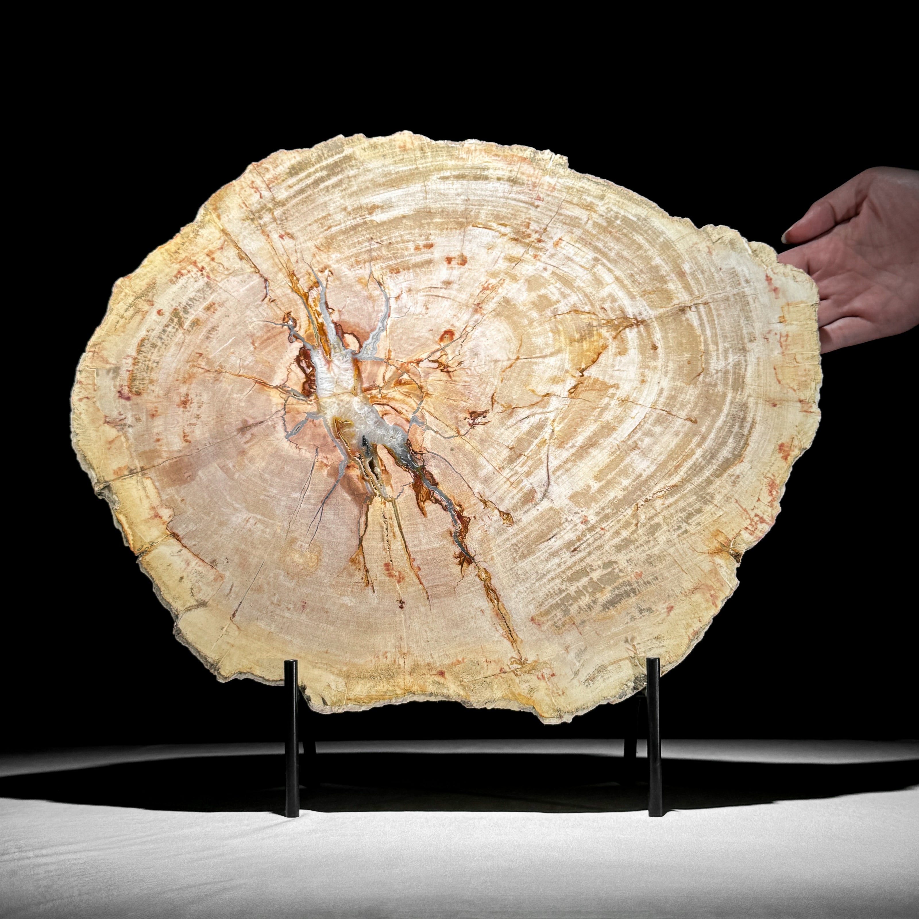 Petrified Wood Slice on Stand – Radiant Fossil Tree Cross-Section | Natural Statement Decor | Earth History Accent - PetW,A/010