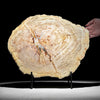 Petrified Wood Slice on Stand – Radiant Fossil Tree Cross-Section | Natural Statement Decor | Earth History Accent - PetW,A/010