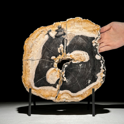 Fossilized Wood Slice on Display Stand – Timeless Natural Object | Organic Interior Styling Piece | Raw Earth Element - PetW,A/002