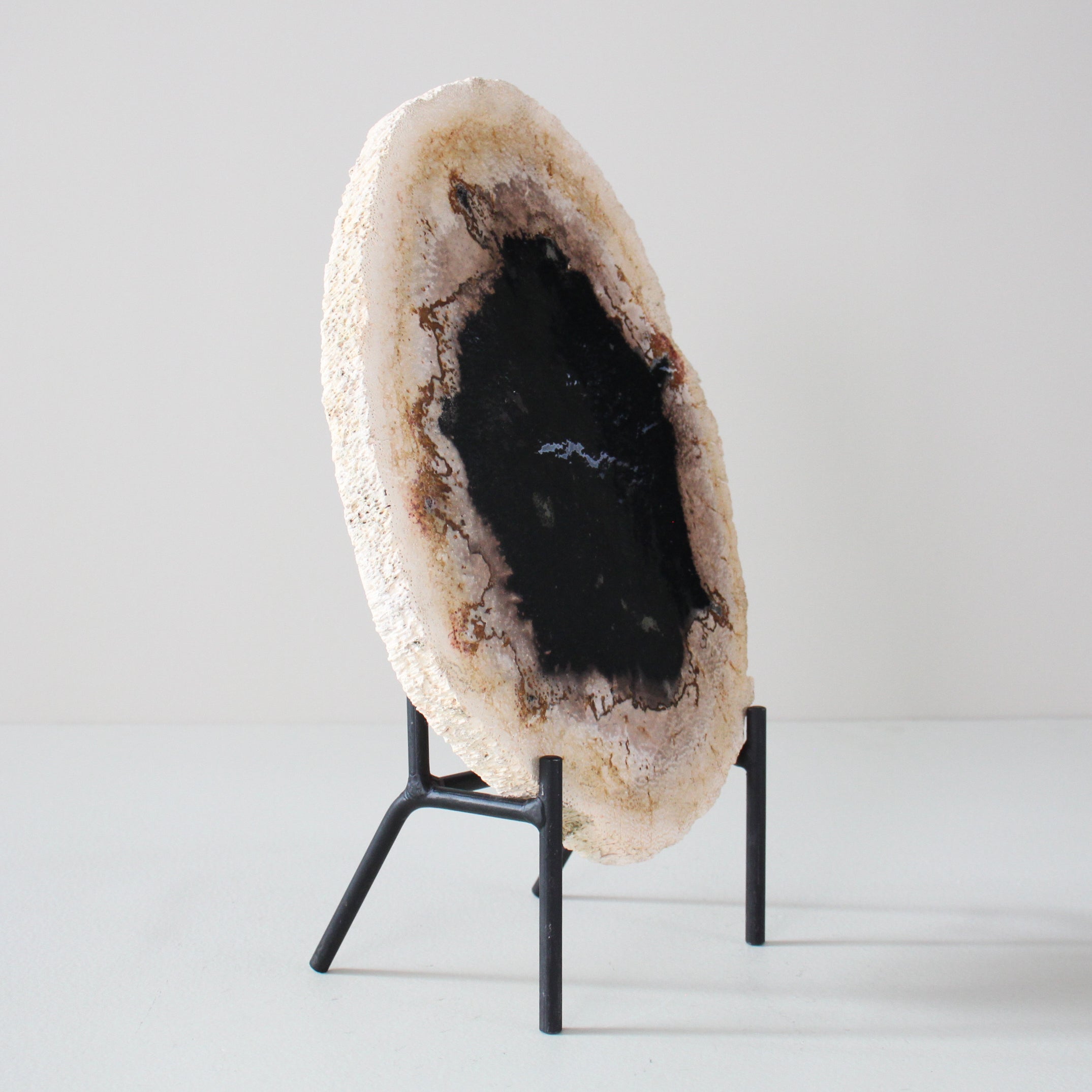 A Beautiful Slice of Petrified Palm Root on stand  PetW/076