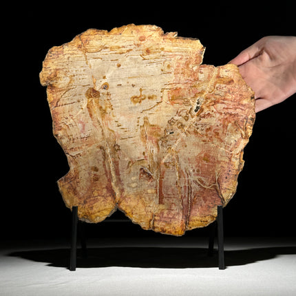 Petrified Wood Sculpture on Stand – Organic Fossil Stone for Modern Interiors | Raw Earth Formation | Natural Texture Accent - PetW,A/006