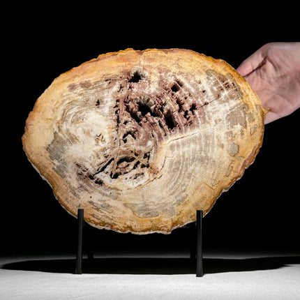 Petrified Wood on Stand – Textured Fossil Display with Natural Cavities | Ancient Tree Cross-Section | Earth Sculpture - PetW,A/009