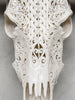 White Carved Buffalo Skulls with Infinity motif | Skull,A/103