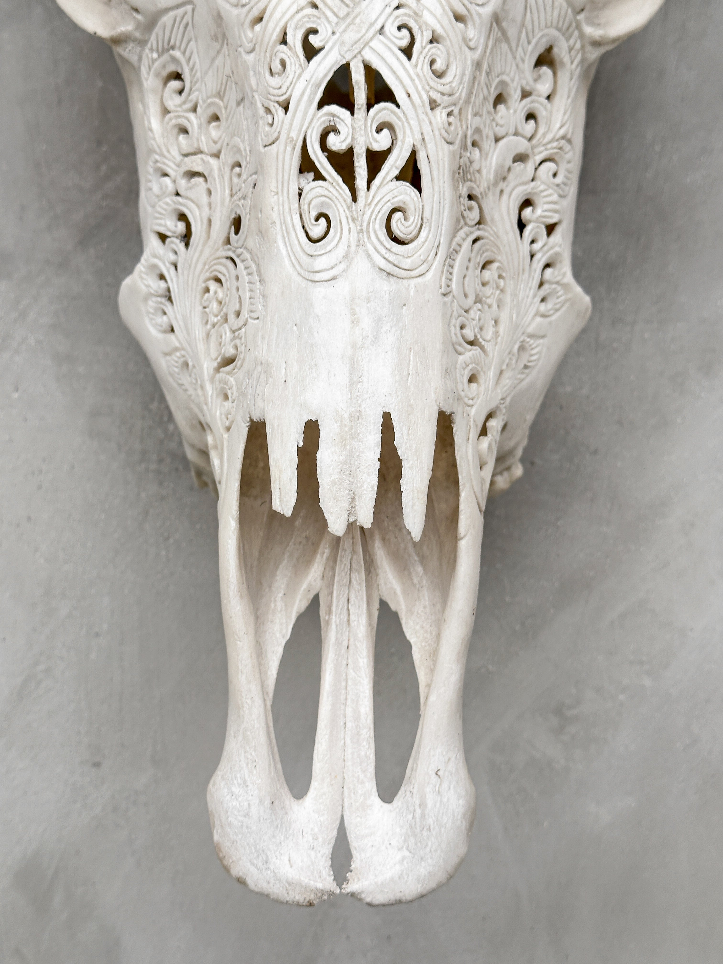 White Carved Buffalo Skulls with Infinity motif | Skull,A/103