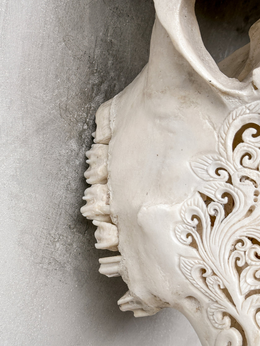 White Carved Buffalo Skulls with Infinity motif | Skull,A/103