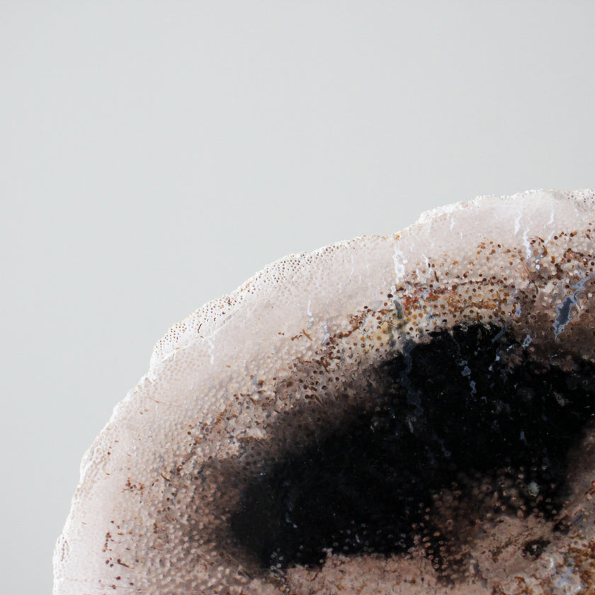 A Beautiful Slice of Petrified Palm Root on stand  PetW/073