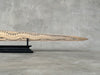 Swordfish - Horizontal Dragon Tiger - Tusk,A/028