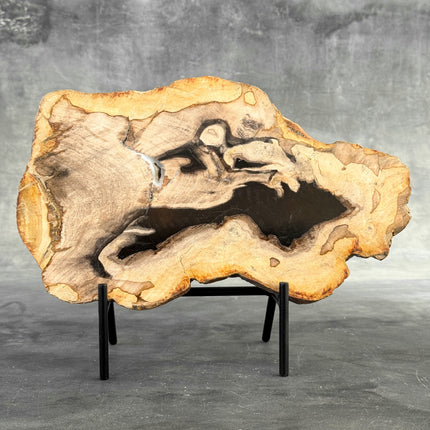 Beautiful Slice of Petrified Wood on stand - Z5/176
