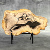 Beautiful Slice of Petrified Wood on stand - Z5/176
