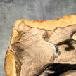 Beautiful Slice of Petrified Wood on stand - Z5/176