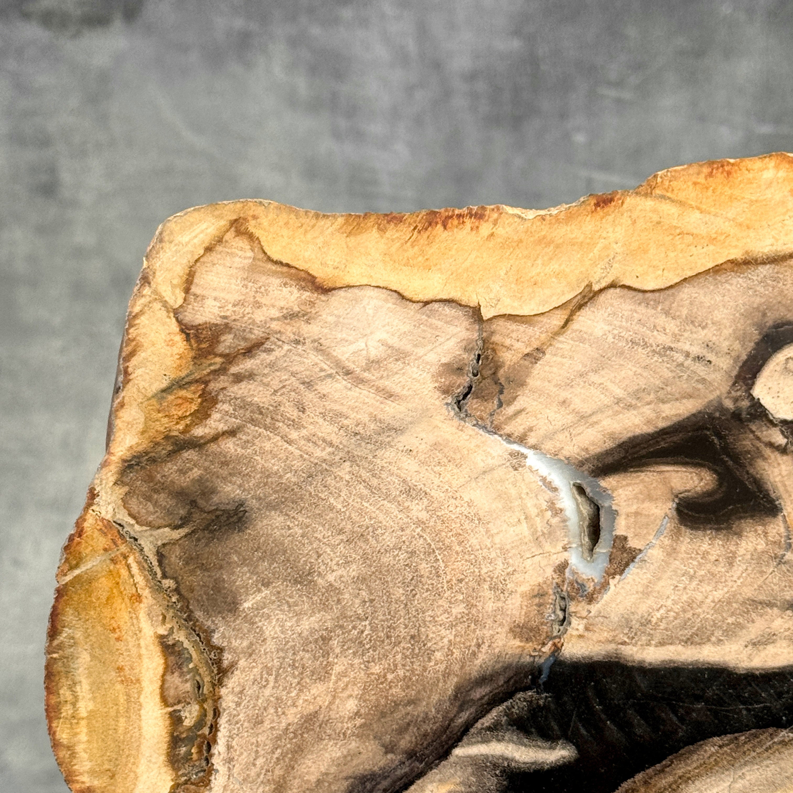 Beautiful Slice of Petrified Wood on stand - Z5/176