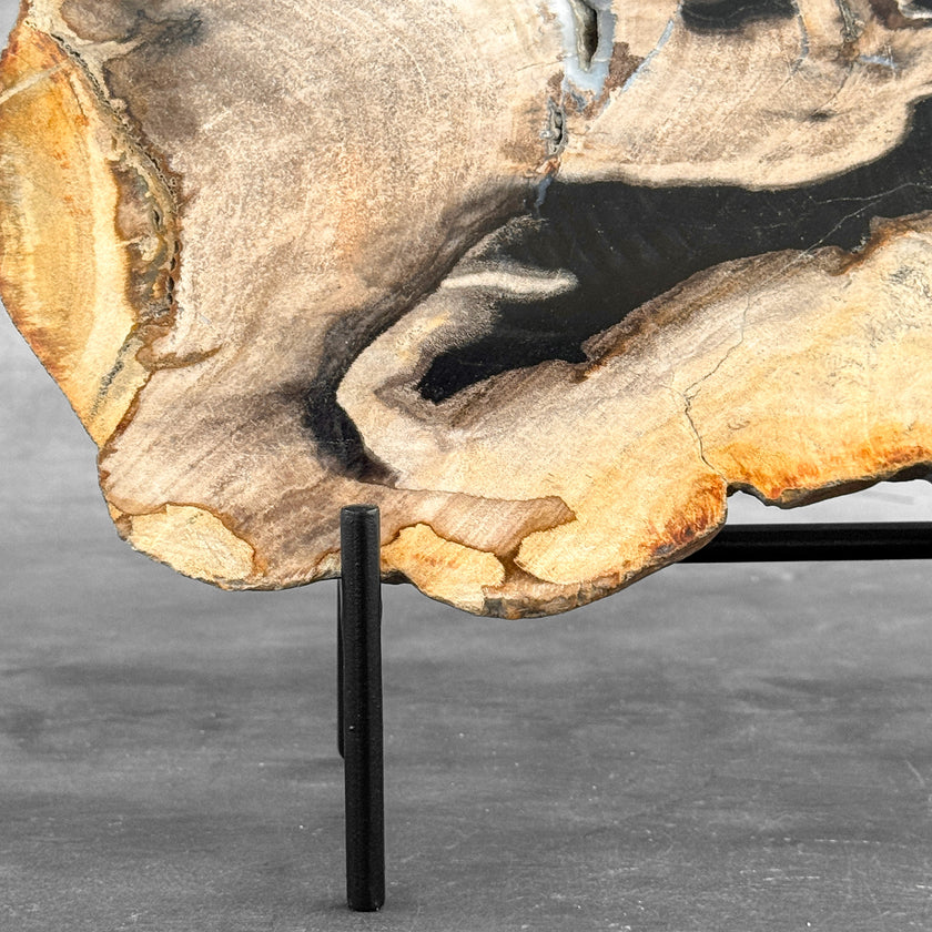 Beautiful Slice of Petrified Wood on stand - Z5/176