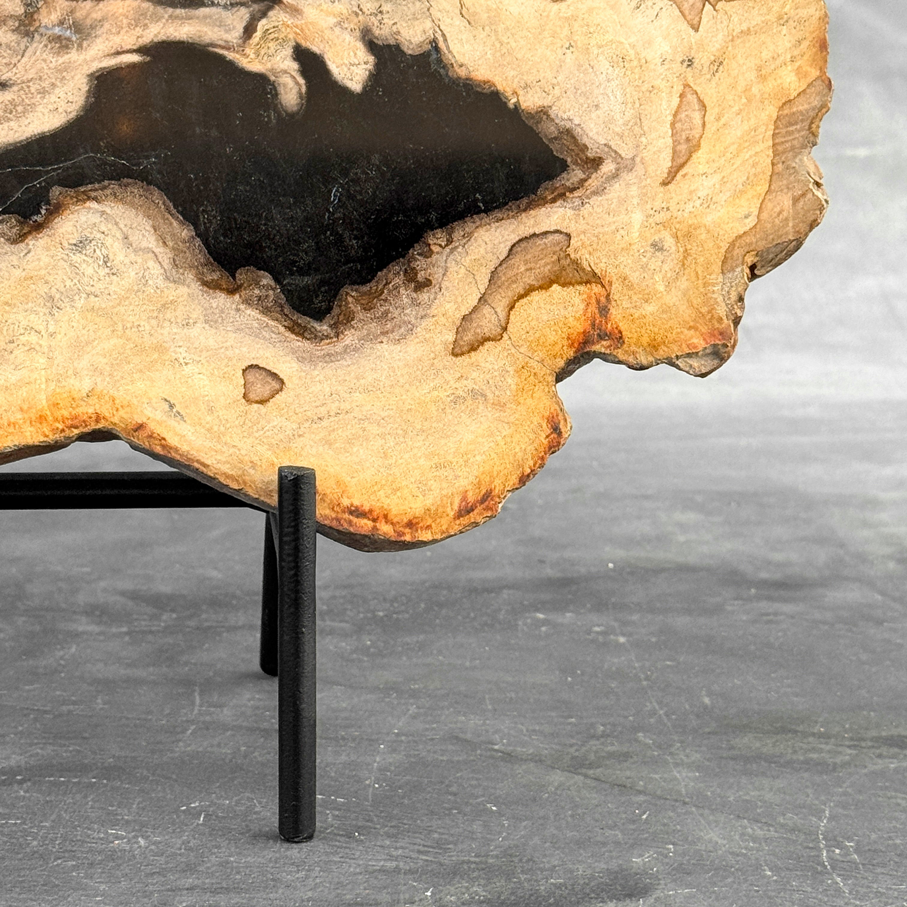 Beautiful Slice of Petrified Wood on stand - Z5/176