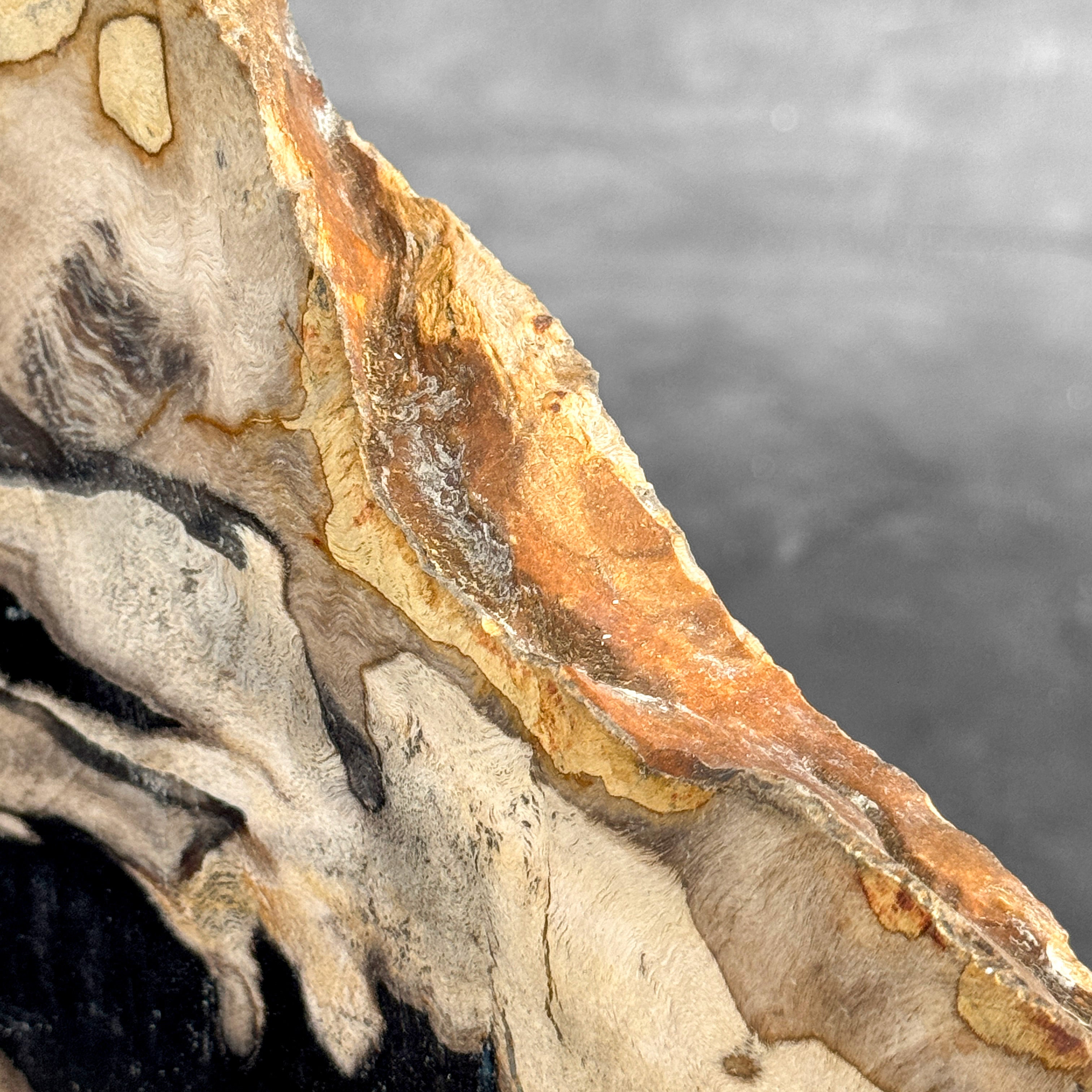 Beautiful Slice of Petrified Wood on stand - Z5/176