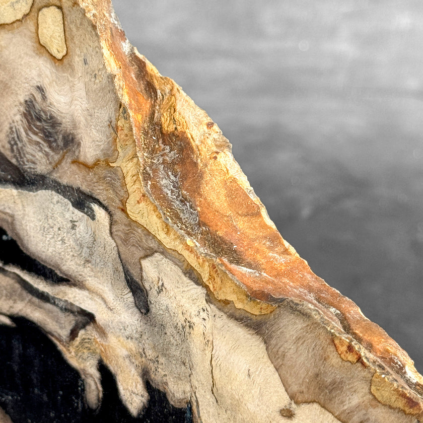 Beautiful Slice of Petrified Wood on stand - Z5/176