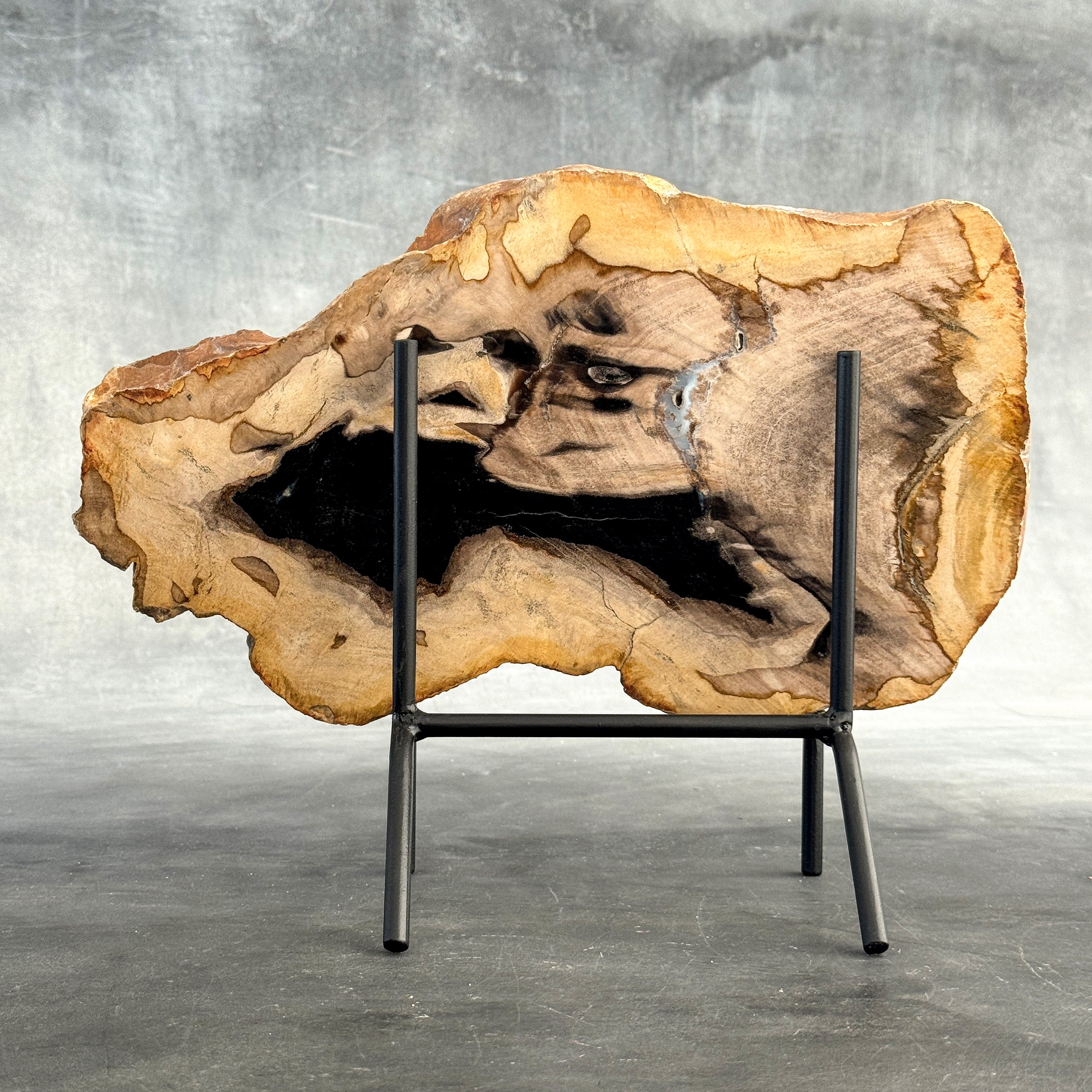 Beautiful Slice of Petrified Wood on stand - Z5/176