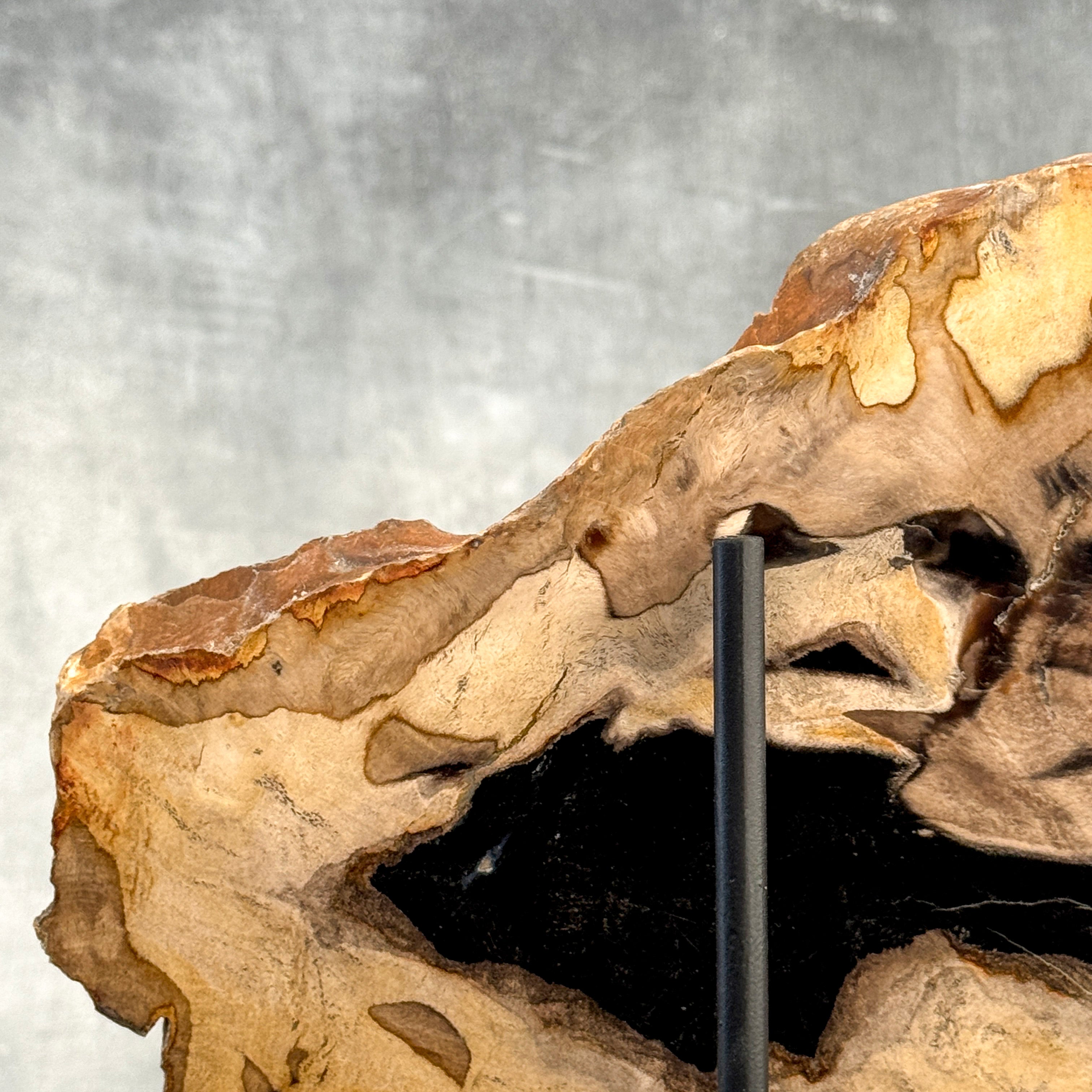 Beautiful Slice of Petrified Wood on stand - Z5/176