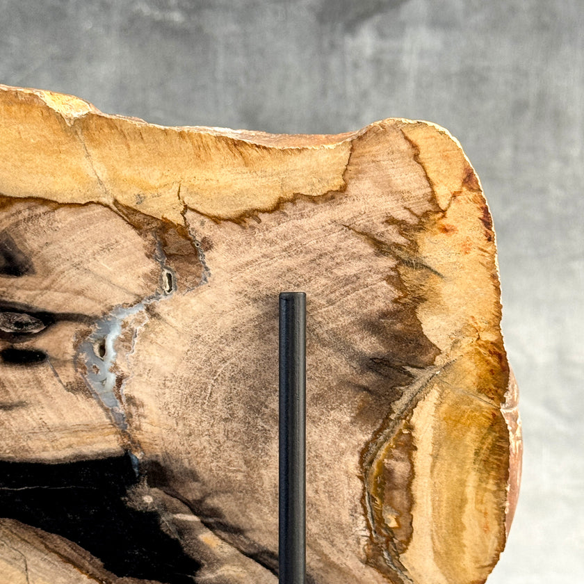Beautiful Slice of Petrified Wood on stand - Z5/176