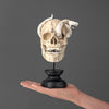 Tarmarind Wooden Skull With Snake Carving Antler - 7X/107