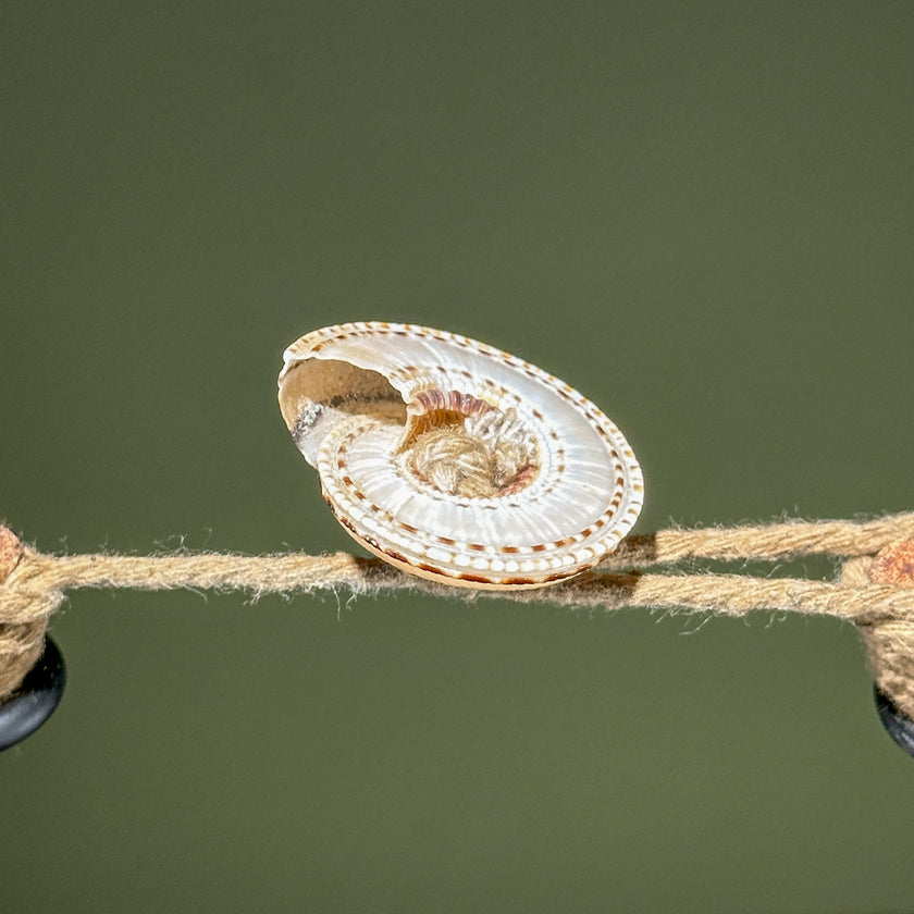 Decorative Shell Necklace SN 5 | SN A/01