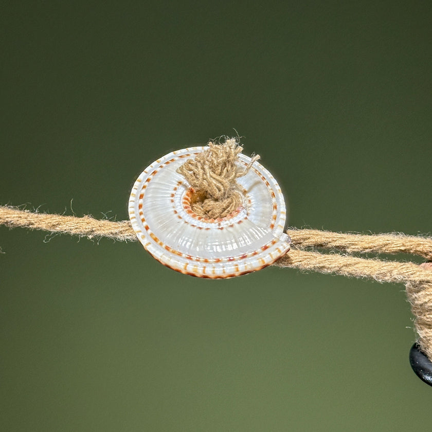 Decorative Shell Necklace SN 19 | SN A/03