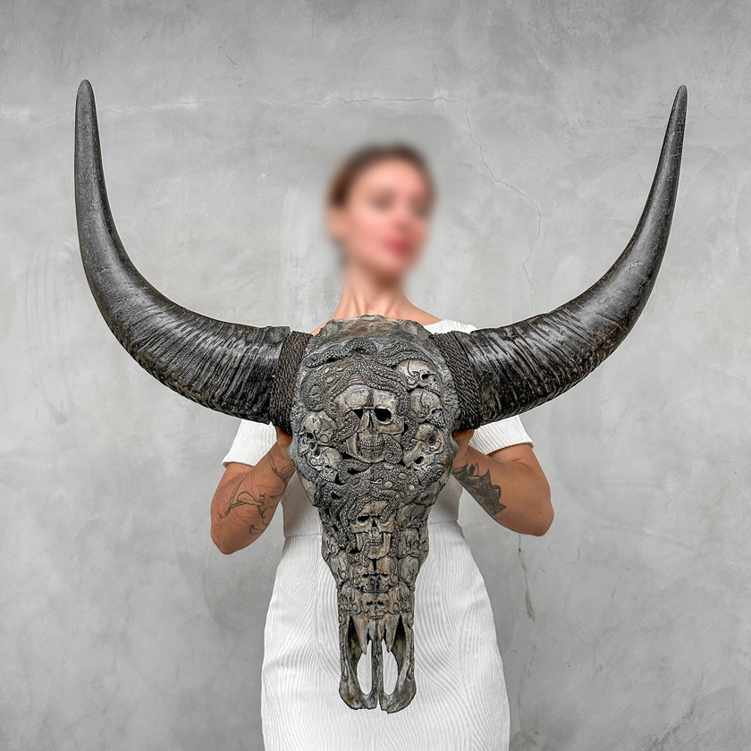 Caved Waterbuffalo Skulls with Human skull oktopus Carving Skull,A/094