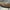 Buffalo Horn Dragon Phoniex - CoC,A/001