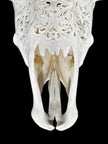 Fully carved cow skulls with Star Mandala Carving Skull,A/081