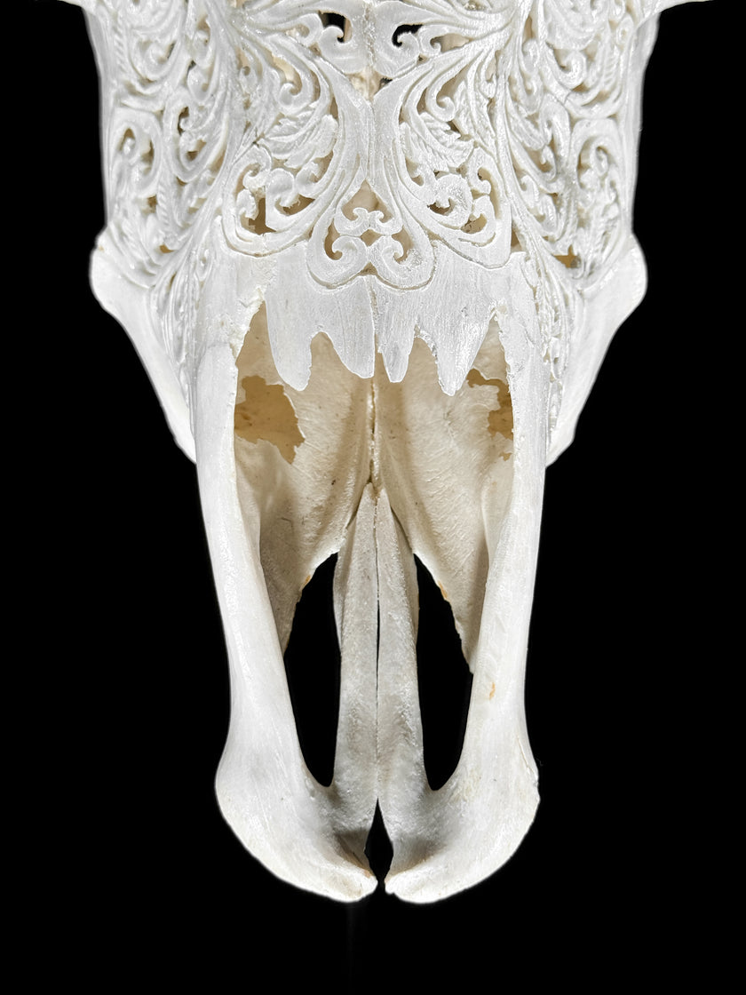 Fully carved cow skulls with Star Mandala Carving Skull,A/081