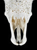 Fully carved cow skulls with Star Mandala Carving Skull,A/081