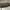 Buffalo Horn Dragon Phoniex - CoC,A/001