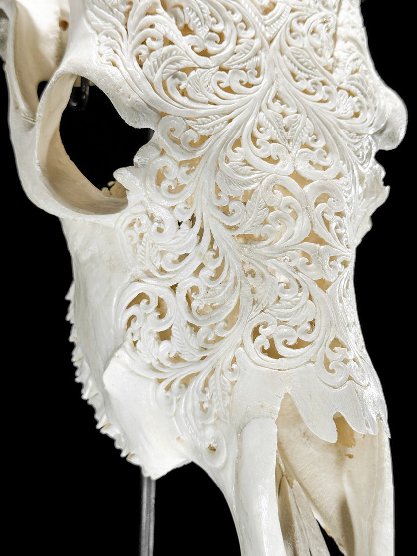 Fully carved cow skulls with Star Mandala Carving Skull,A/081