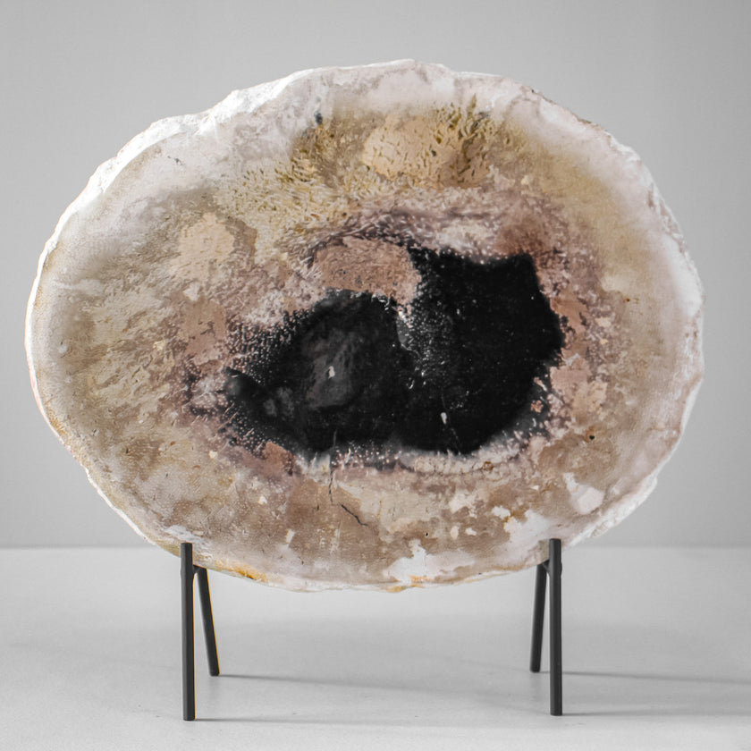 A Beautiful Slice of Petrified Palm Root on stand  PetW/083