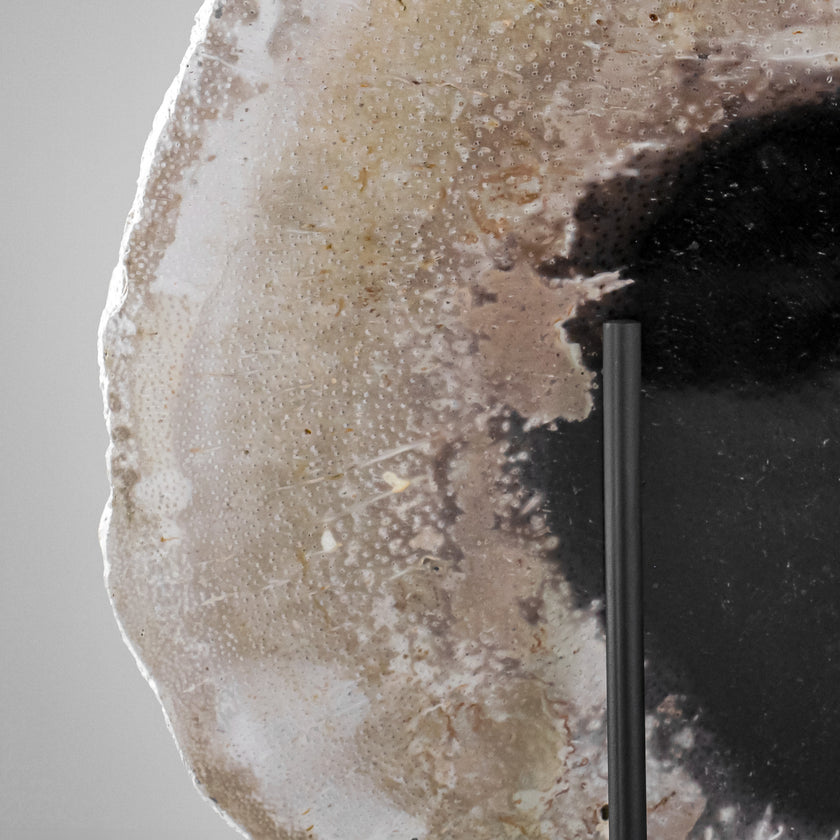 A Beautiful Slice of Petrified Palm Root on stand  PetW/083