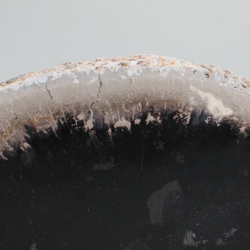 A Beautiful Slice of Petrified Palm Root on stand  PetW/086