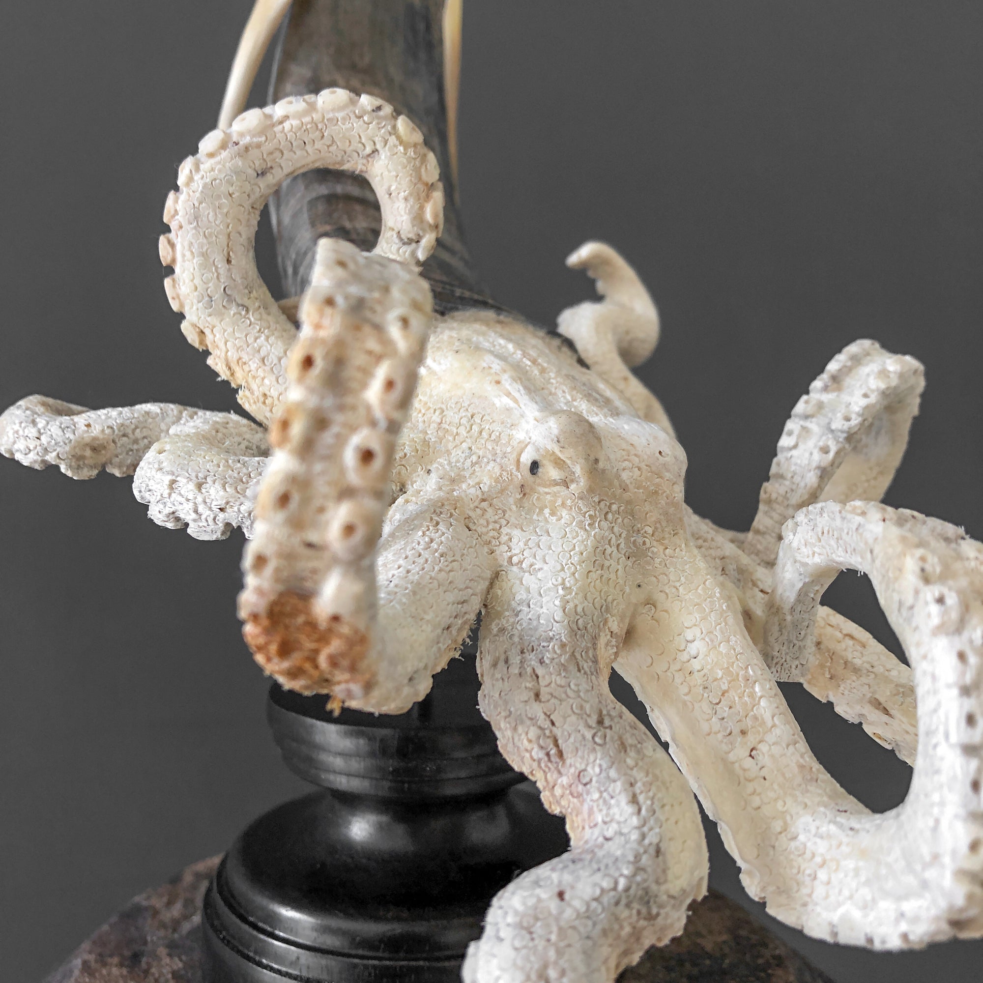 A Stunning Hand Carved Octopus With Horn on a Stand - 7K/109