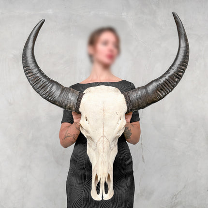 Plain White Water Buffalo Skull | Skull,A/092