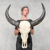 Plain White Water Buffalo Skull | Skull,A/092