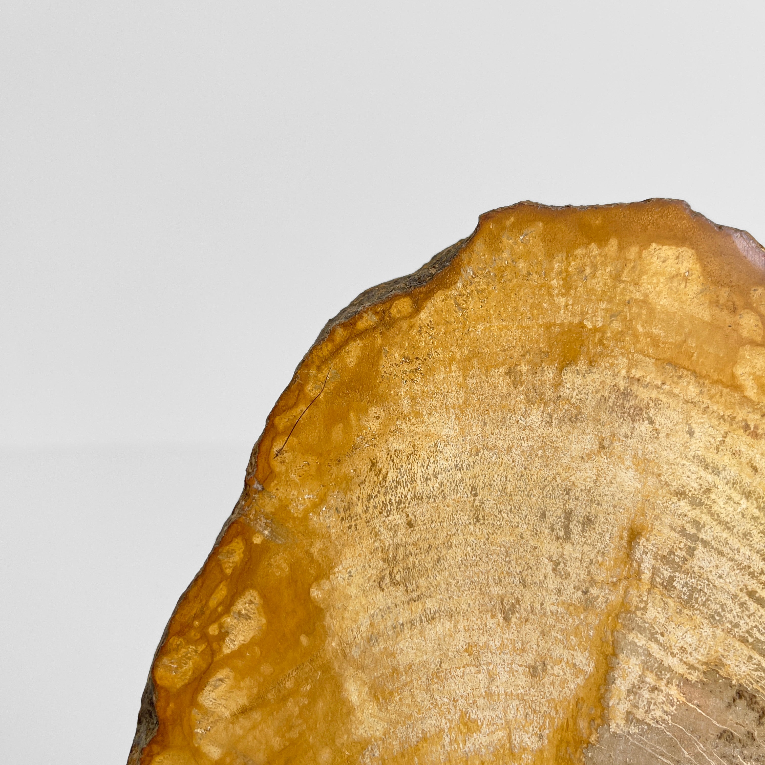 Beautiful Slice of Petrified Wood on stand PetW/044