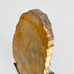 Beautiful Slice of Petrified Wood on stand PetW/044