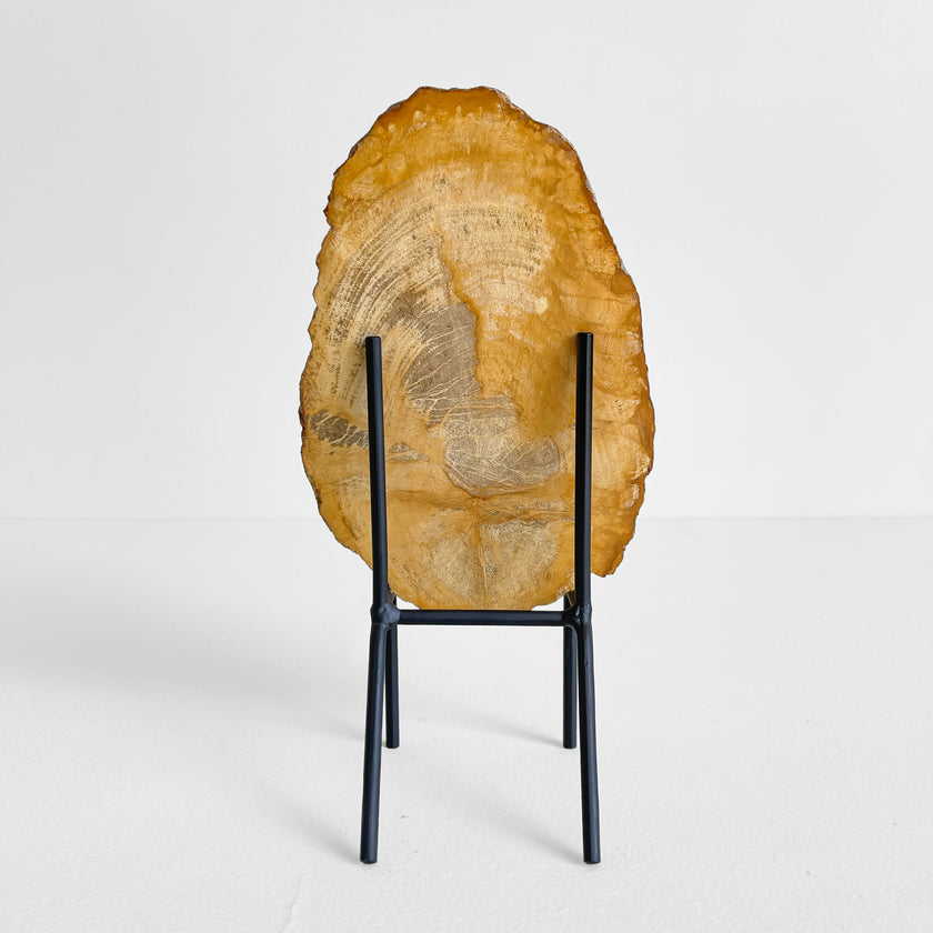 Beautiful Slice of Petrified Wood on stand PetW/044