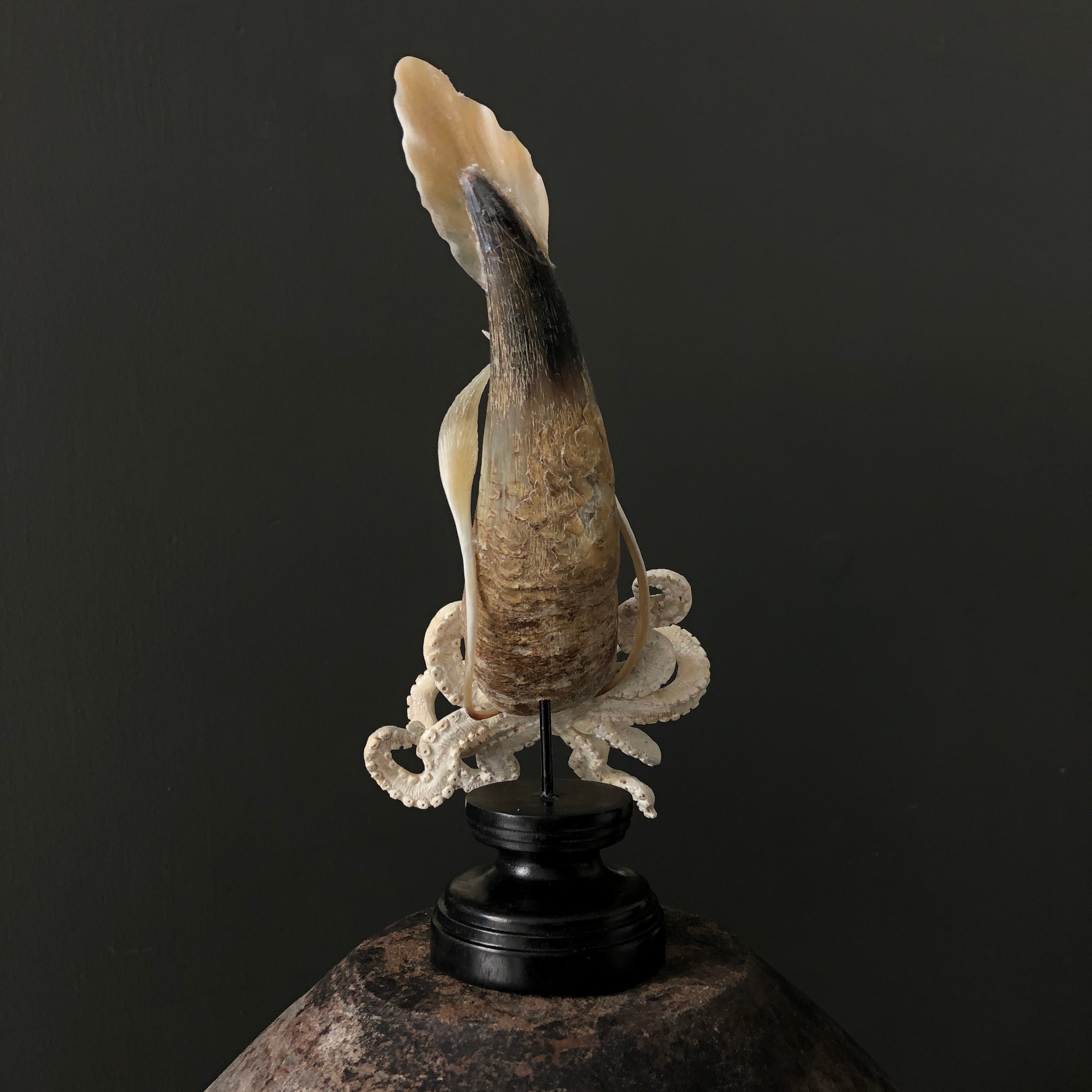 A Stunning Hand Carved Octopus With Horn on a Stand - 7H/109